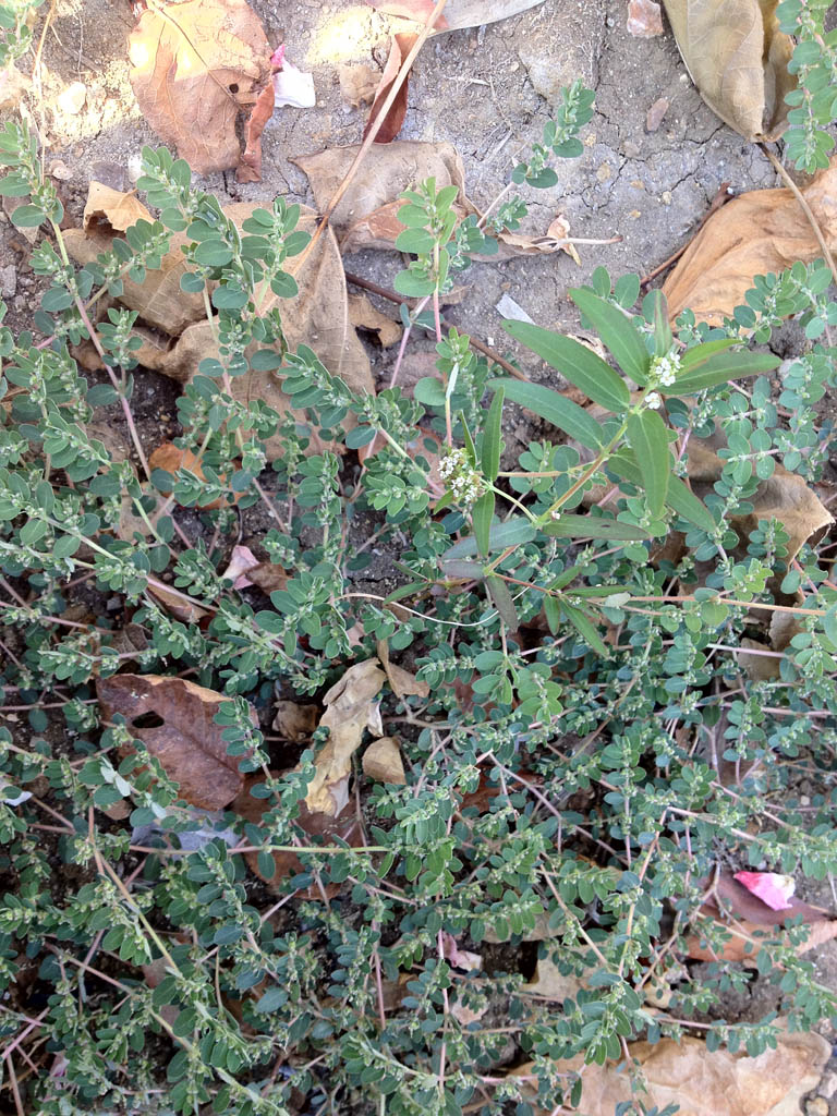Erbe onnipresenti...Chamaesyce sp.